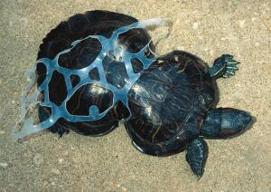 turtle, plastic rings, plastic, pollution, ocean pollution, planet aid