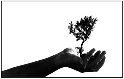 tree planting, India, planet aid