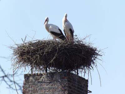 Bird on a chimney