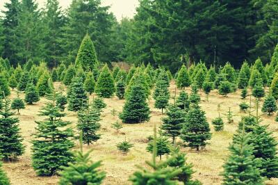 Christmas, Christmas tree, Planet Aid