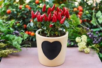 potted plants, plants, earth-friendly, green, mother's day, planet aid