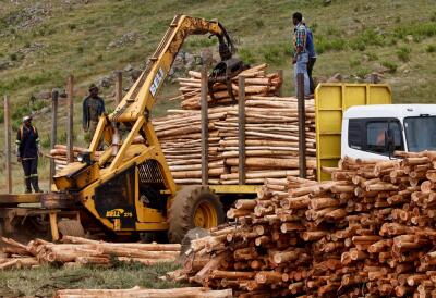 logging, logging industry, trees, forests, pollution, planet aid