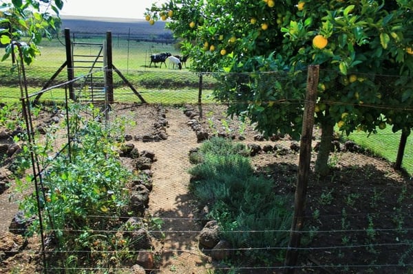 garden with lemon trees and animals 