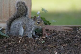 Squirrel