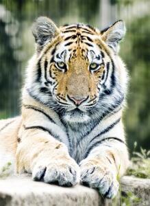Planet Aid, tiger, population, increase, new year