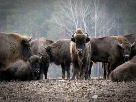 Wisent (European Bison