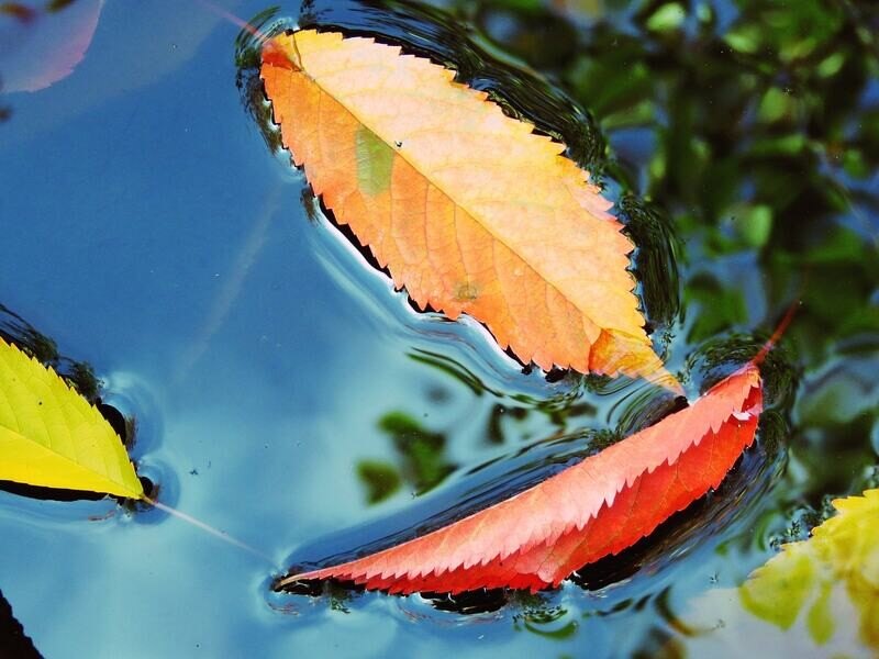 Improve Your Drainage-natural pest solutions blog