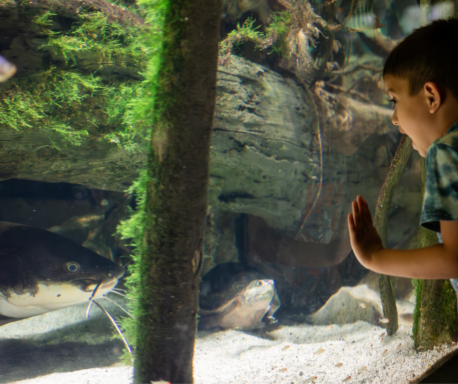 National Aquarium in Baltimore (2)