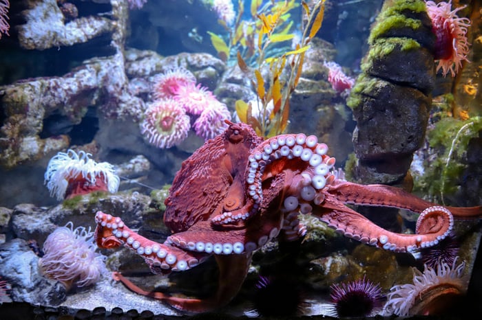 Giant Pacific Octopus (Photo Credit: Vanessa Khan) 